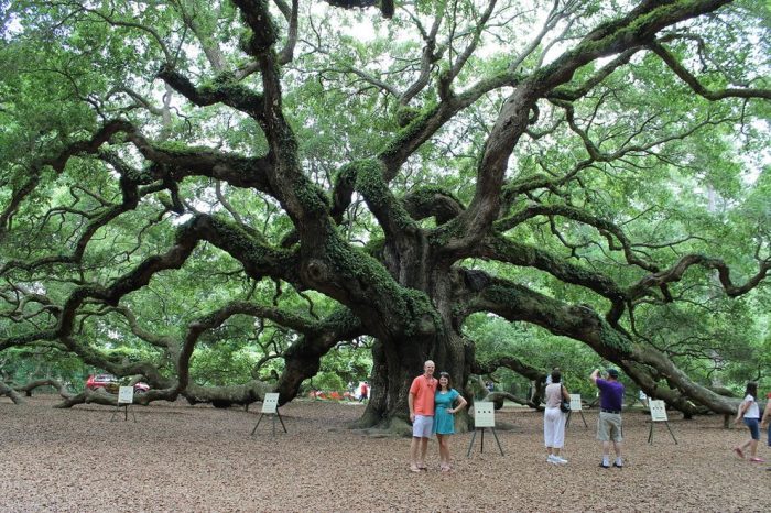 Angel oak tree carolina trees charleston south beautiful amazing seeing worth so visit places america once than