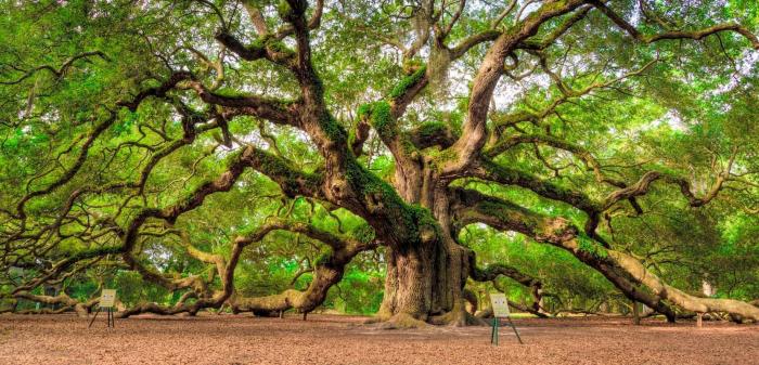 Day arbor tree oak trees famous angel carolina south live charleston world natural old arbour johns island unique visit most