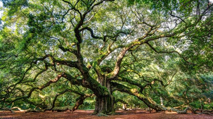 Angel oak tree carolina south legendary buy photography hdr royalstockphoto