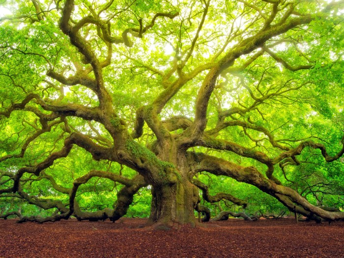 Angel oak tree