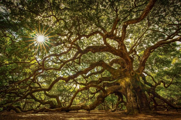 Angel oak tree